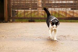 schwarze und weiße katze draußen auf nassem boden nach regen. foto