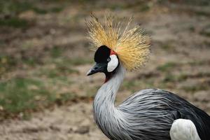 schöner grau gekrönter kranichvogel. foto