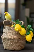 Auf dem Weidenkorb und der künstlichen Zitrone sitzt der kleine Papageienvogel forpus. foto