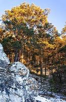 Landschaft aus Felsen mit Kiefern mit einer gelben und grünen Krone in einem verschneiten Wald foto