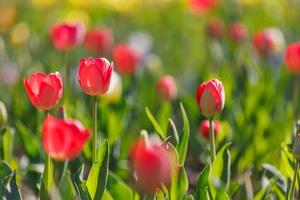 erstaunliche frühlingsnaturnahaufnahme. schöne weiche pastellrote tulpen, die in einem tulpenfeld im garten mit verschwommener waldfeldlandschaft blühen, sonnenlicht für horizontales blumenplakat. Liebesromantik inspirieren foto