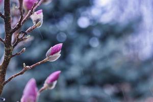 perfekter naturhintergrund für frühlings- oder sommerhintergrund. Rosafarbene Magnolienblüten und weiches, blaues, kaltes, dramatisches Laub als entspannende, launische Natur in der Nähe. Regen, blühende Blumen, schöne natürliche Blüte foto