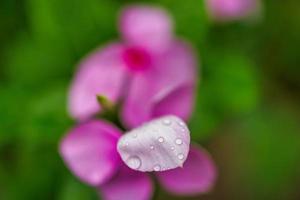 abstrakte florale Nahaufnahme, Wassertröpfchen auf rosa Blütenblättern. Nahaufnahmeblumen mit grünem unscharfem Laub. verträumtes Makro, Regentropfen. sommernaturpflanze, schöne natürliche blühende gartenblüte foto