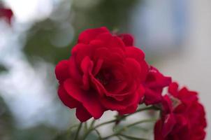 rote Rose. foto
