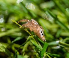 Nahaufnahmefoto einer süßen kleinen springenden Spinne mit großen Augen, die auf einem Kunstrasen sitzen foto