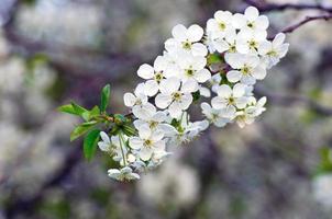 Kirschblüten-Nahaufnahme über natürlichem Hintergrund foto