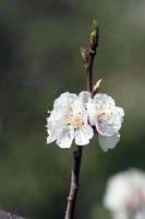 Aprikosenblüten-Nahaufnahme über natürlichem Hintergrund foto