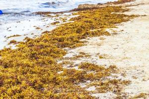 Sehr ekelhafter roter Seetang Sargazo Strand Playa del Carmen Mexiko. foto