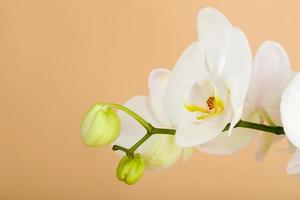 romantischer Zweig der weißen Orchidee