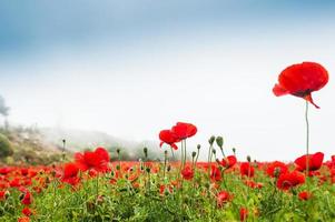 Feld mit einer schönen dekorativen roten Mohnblumen foto