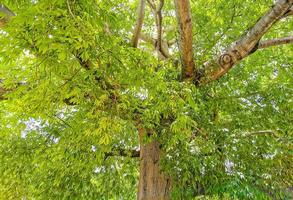 riesiger schöner kapokbaum ceiba baum mit spitzen in mexiko. foto