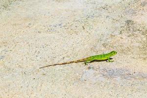 karibische grüne eidechse auf dem boden playa del carmen mexiko. foto