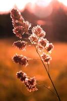 Schilfgrasblume, die dem Abendsonnenlicht im Hintergrund vor einem verschwommenen Wiesenhintergrund ausgesetzt ist, orangefarbenes Foto. foto