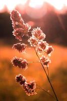 Schilfgrasblume, die dem Abendsonnenlicht im Hintergrund vor einem verschwommenen Wiesenhintergrund ausgesetzt ist, orangefarbenes Foto. foto