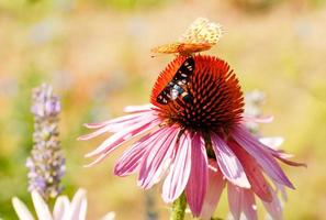 Schmetterling auf Echinacea Blume foto