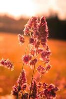 Schilfgrasblume, die dem Abendsonnenlicht im Hintergrund vor einem verschwommenen Wiesenhintergrund ausgesetzt ist, orangefarbenes Foto. foto