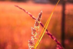 Schilfgrasblume, die dem Abendsonnenlicht im Hintergrund vor einem verschwommenen Wiesenhintergrund ausgesetzt ist, orangefarbenes Foto. foto