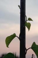 Efeu klettert auf Bambuszaun foto