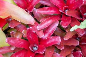 Stehendes Wasser in roter Blattpflanze im Garten foto