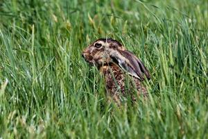 Europäischer Hase. Säugetier und Säugetiere. Landwelt und Fauna. Tierwelt und Zoologie. foto