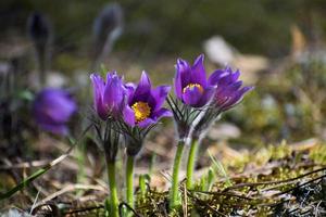 erstes Frühlingsschneeglöckchen, Kammer, Schlafgras foto