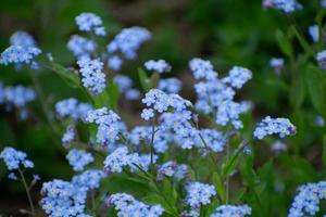 frühlingsblaue vergissmeinnichtblumen, pastellhintergrund, selektiver fokus. foto