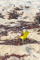 große kiskadee gelbe vogelvögel, die sargazo am strand mexiko essen. foto