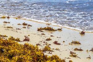 Sehr ekelhafter roter Seetang Sargazo Strand Playa del Carmen Mexiko. foto