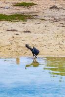 Great-tailed Grackle Vogel Vögel Trinkwasser Cenote Mexiko. foto