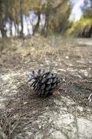 getrockneter Tannenzapfen im Wald foto