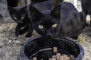 streunende schwarze Katze foto