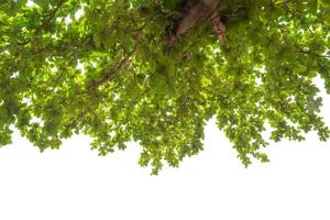 grüne Blatt Hintergrundtextur foto