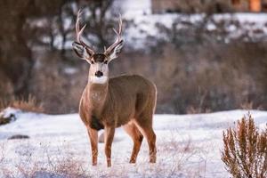 Bock im Schnee und Beifuß foto