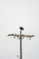 Weißkopfseeadler auf Strommastporträt foto