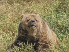 Grizzlybär auf einem Feld foto