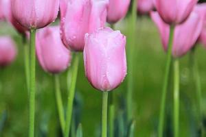 rosa Tulpen, Blumenhintergrund
