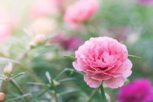 Portulaca schöne Blumen in weichem, warmem Licht. verschwommener naturhintergrund der weinleseherbstlandschaft. foto