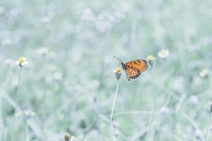 Schmetterling auf Blume foto