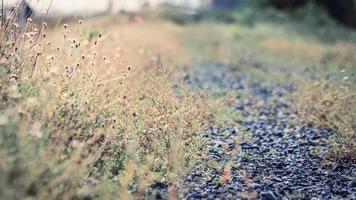 schöner frühlings- oder sommernaturhintergrund mit frischem gras foto