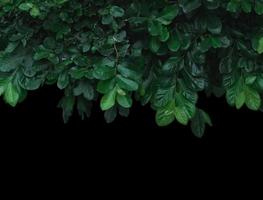 grüne Blätter Natur isoliert auf schwarzem Hintergrund. Beschneidungspfad foto