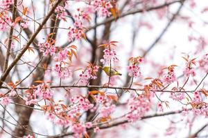 Vogel auf Kirschblüte und Sakura foto