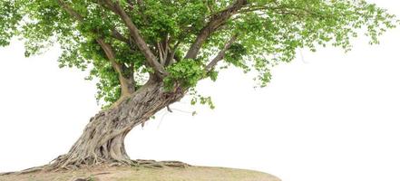 Baum isoliert auf weißem Hintergrund, Objektelement für Design. Beschneidungspfad foto