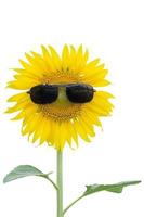 Sonnenblume mit Sonnenbrille isoliert auf weißem Hintergrund. Beschneidungspfad foto