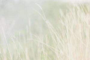 schöner frühlings- oder sommernaturhintergrund mit frischem gras foto