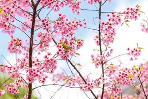 Vogel auf Kirschblüte und Sakura foto