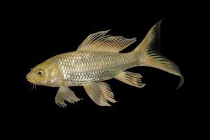 Gold-Koi-Fische isoliert auf schwarzem Hintergrund, Beschneidungspfad foto