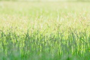 frühlingswiese schöner frischer morgen in weichem warmem licht. verschwommener naturhintergrund der weinleseherbstlandschaft. foto