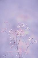 Fantasielöwenzahnblume, Naturweinlese-Pastellhintergrund foto