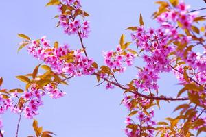 rosa Sakura-Blüten foto