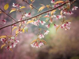 Pastelltöne Frühling Kirschblüten Himmel